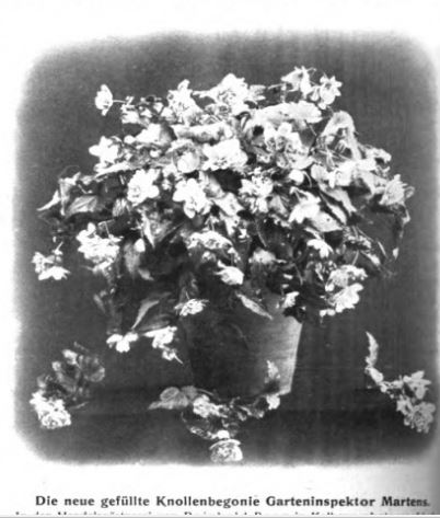 B. ‘Garteninspektor Martens’